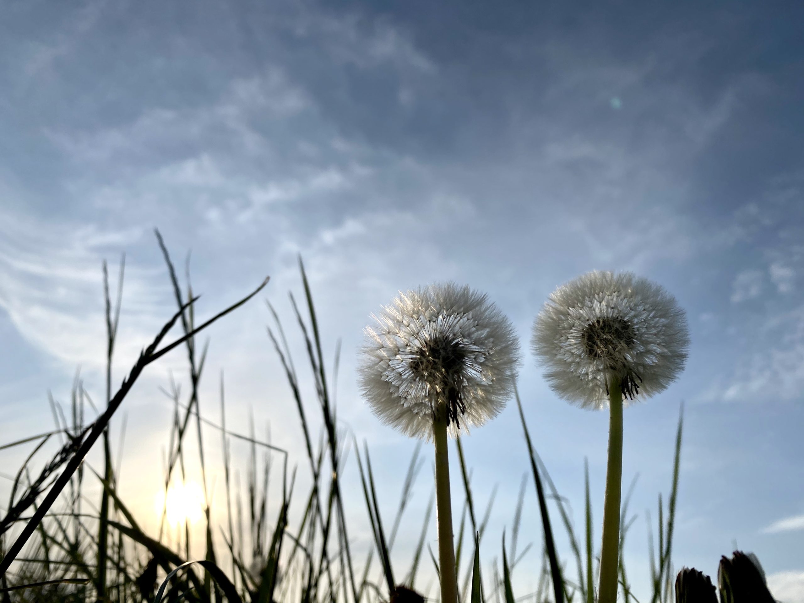 Pusteblumen im Gegenlicht