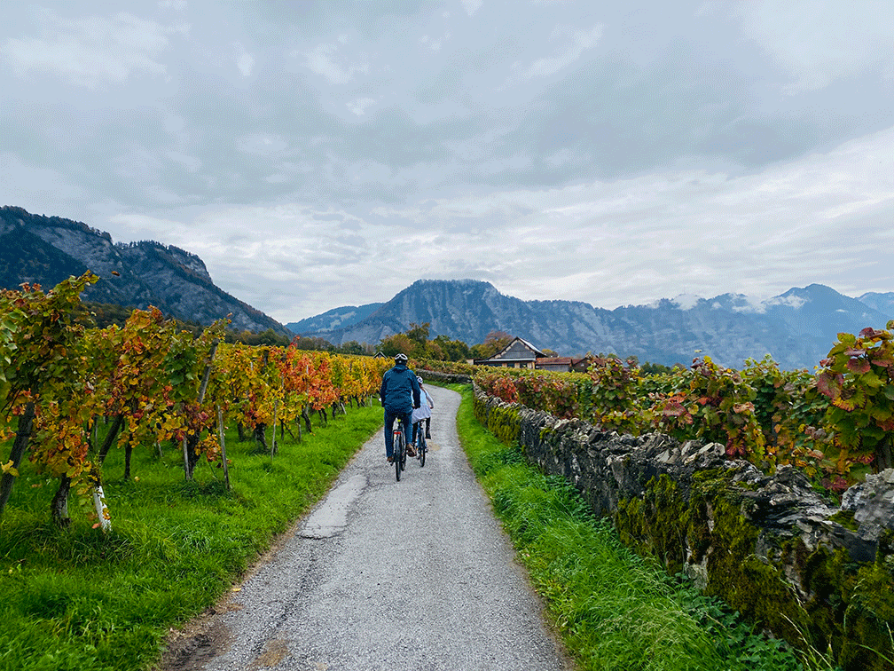 Durch die Weinberge von Malans