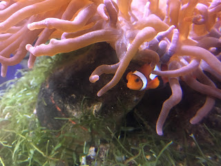 Wo ist Nemo… wenn man ihn braucht?