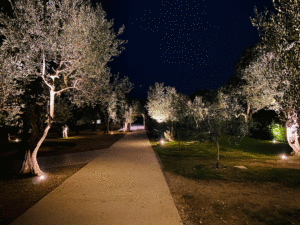 Beleuchtete Olivenbäume in Sirmione