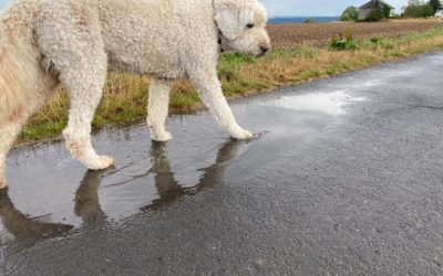 Hund läuft durch Pfütze