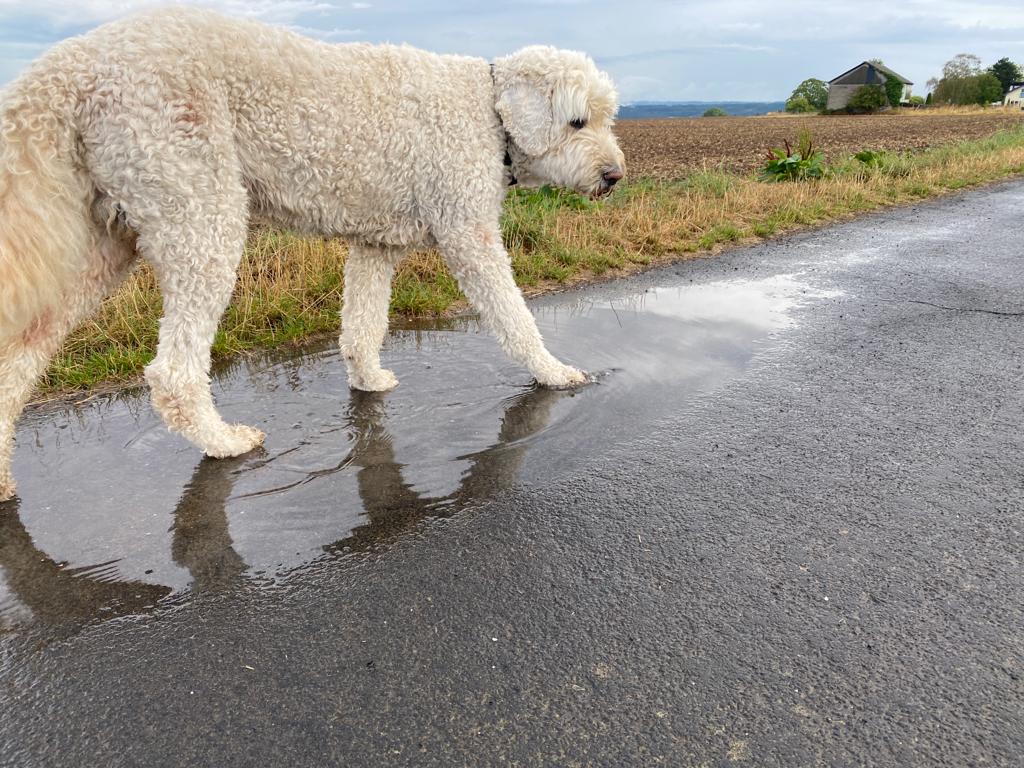 Hund läuft durch Pfütze