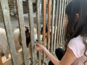 Mädchen füttert Ziege durch Zaun